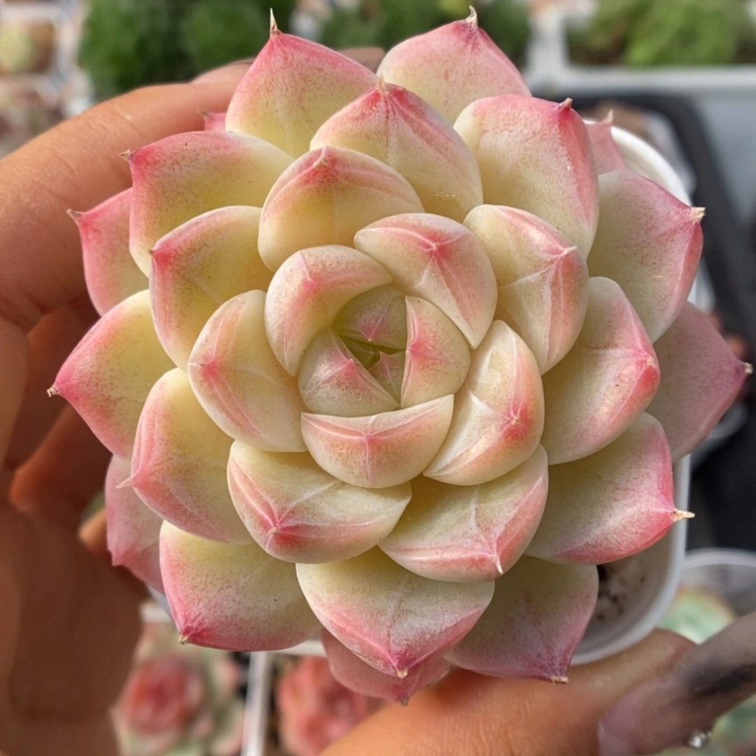 糖心珍妮可拍9467号。