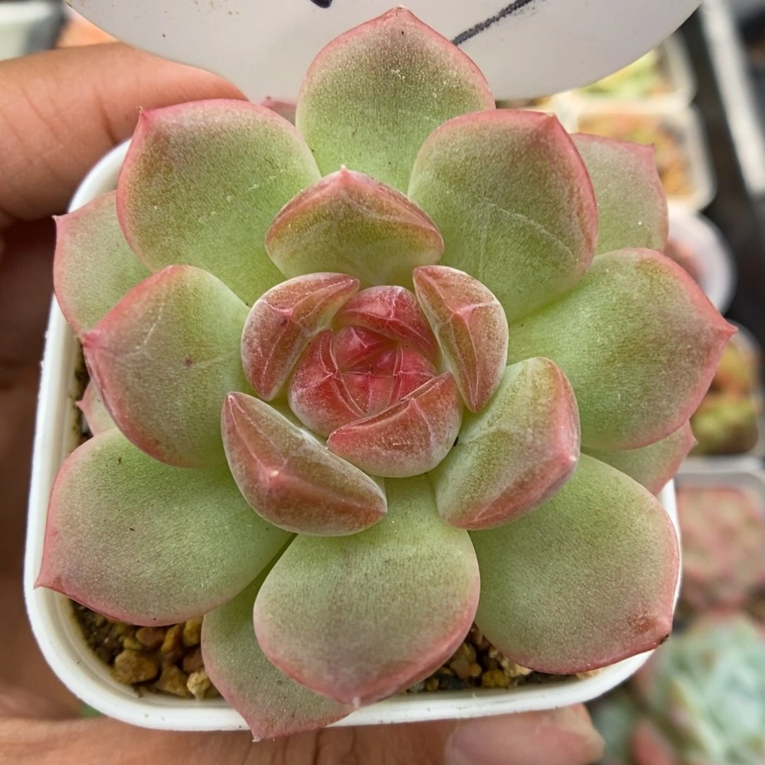 琴心单头可拍1057号。