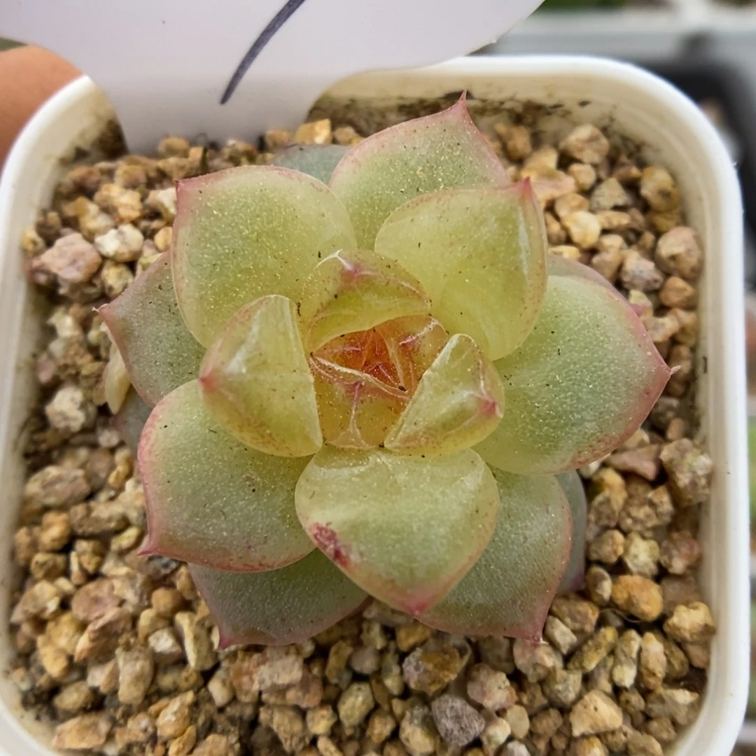 明月心单头可拍1057号