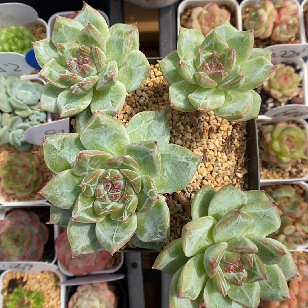 四头钻心珍妮群生可拍。