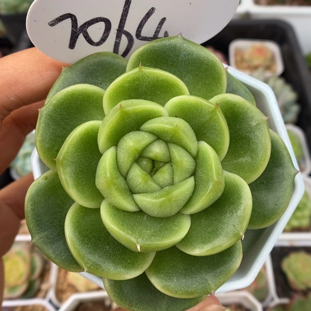 油透珍妮可拍7064号。