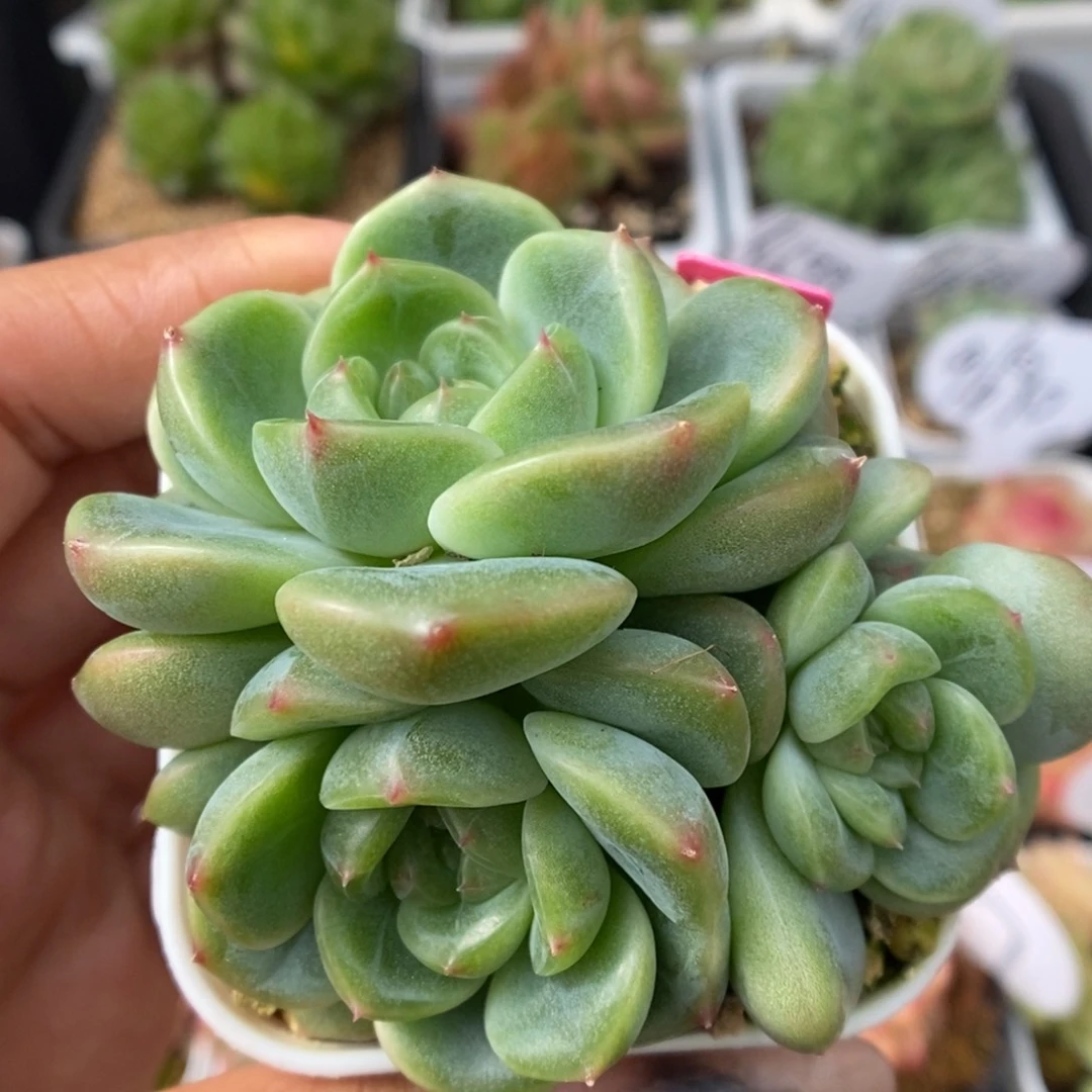 甜心e群生可拍。