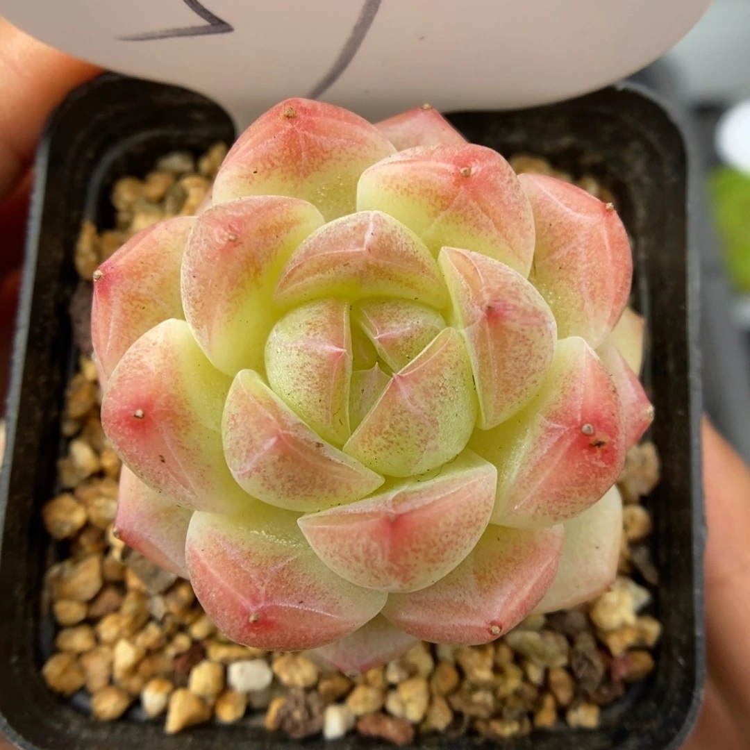 粉透珍妮可拍59号。