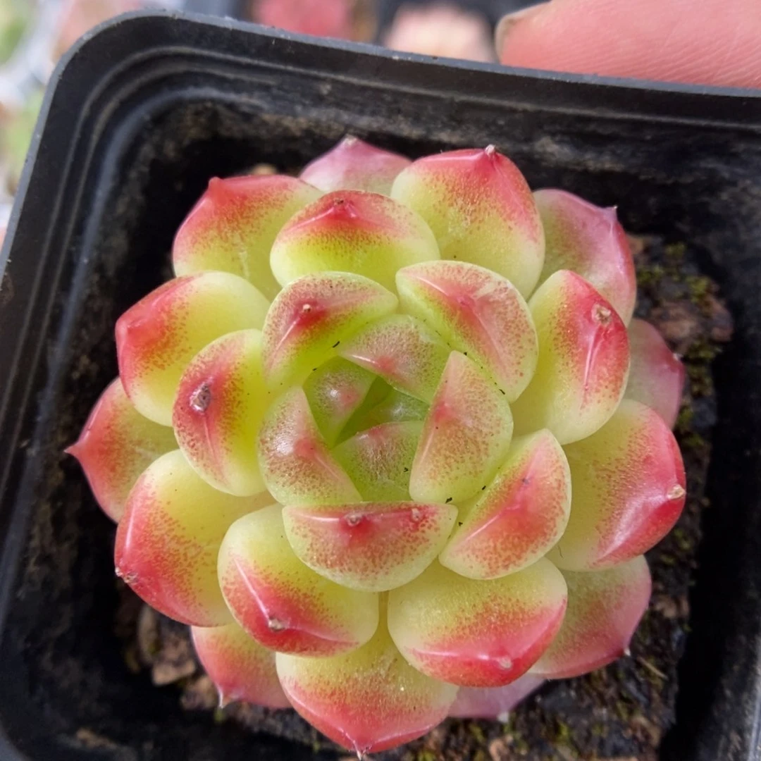 油透珍妮可拍6025号