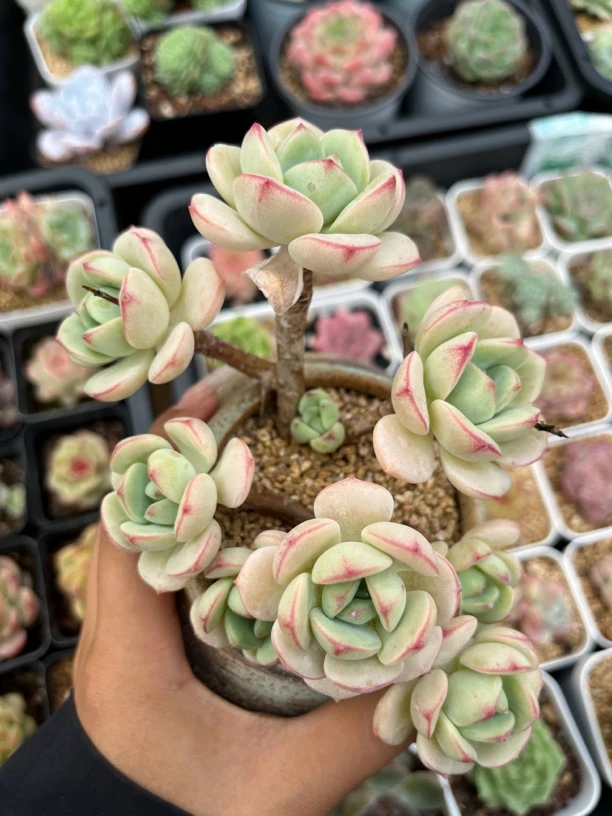 香草老桩多头群生
