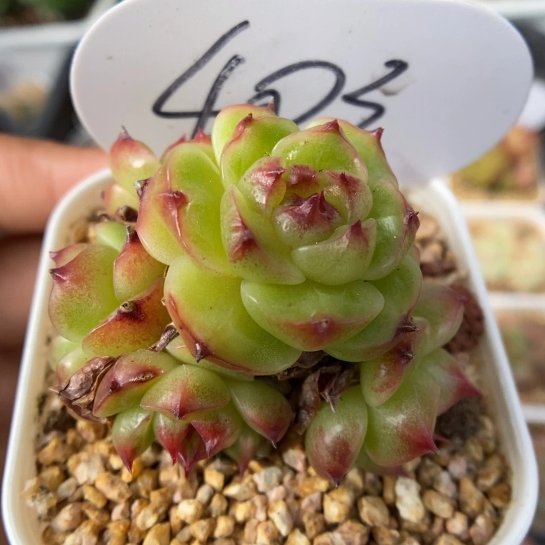 油透珍妮手捧群生403号