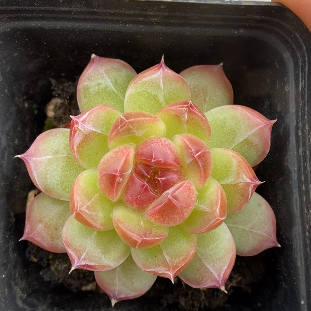 糖心珍妮可拍。