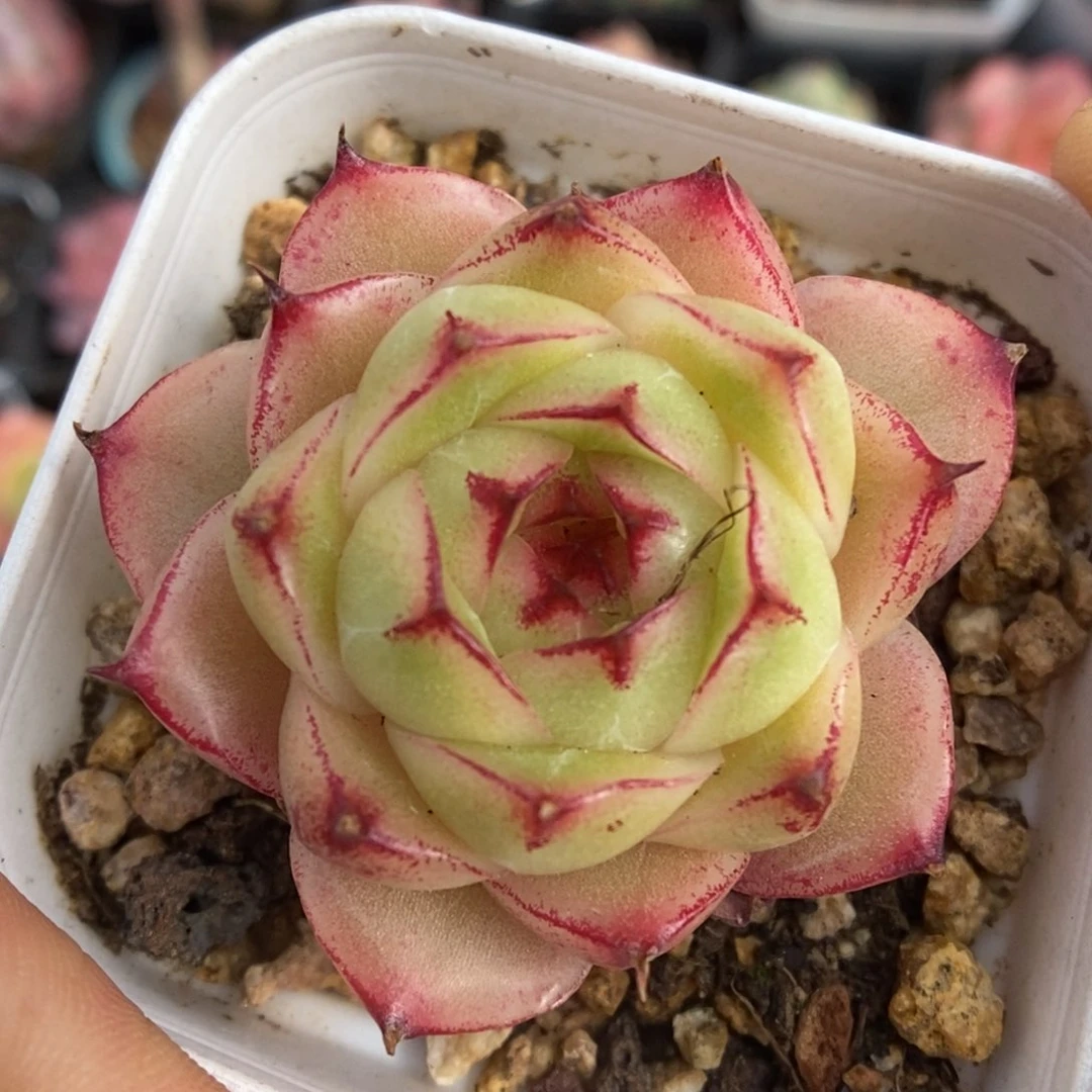 粉油透麦秆可拍335