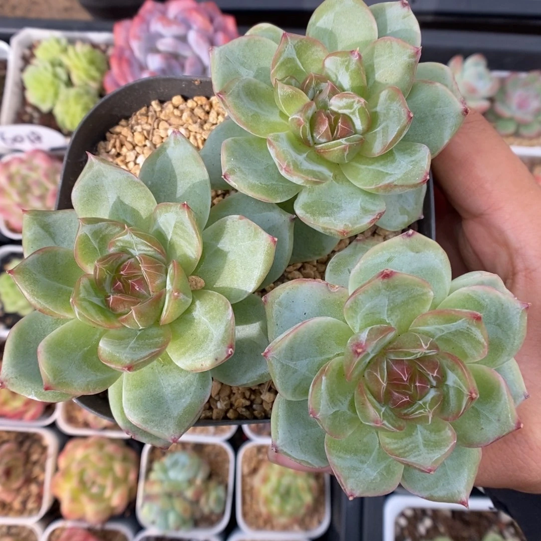 糖心珍妮群生可拍。