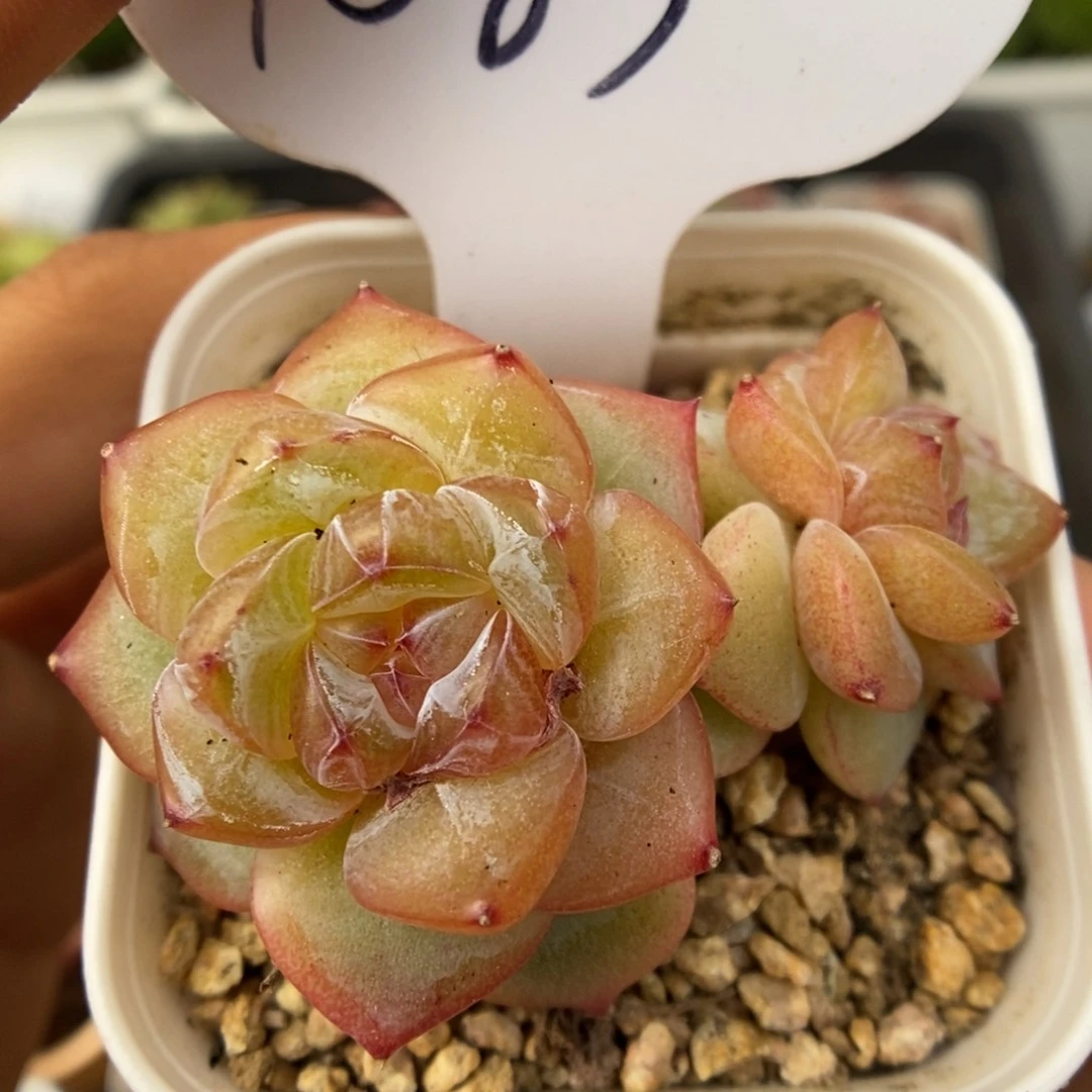 ?****?星河双头可拍1083号。