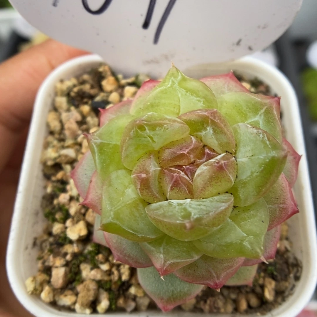 糖心珍妮可拍1071号。