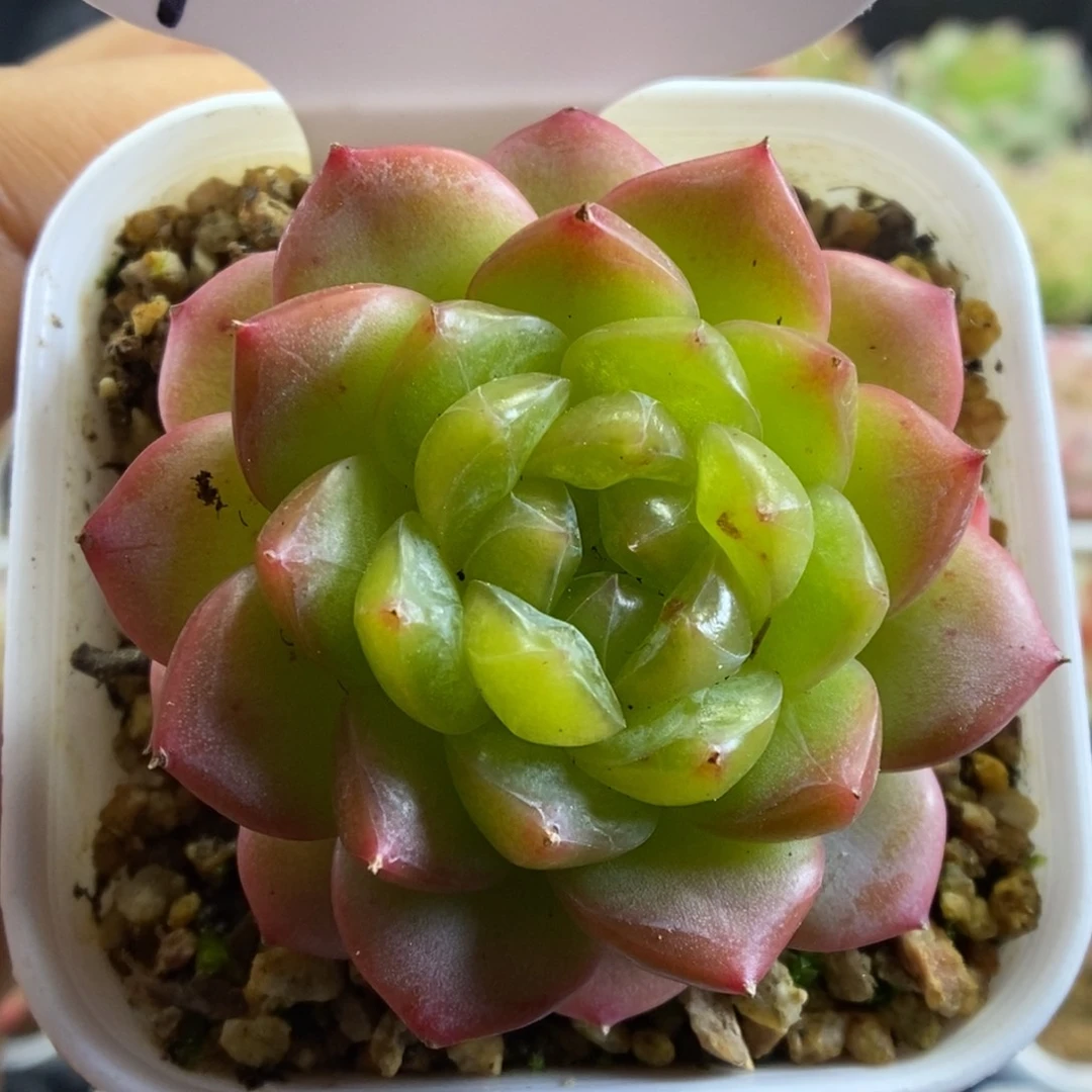 小绿可拍9338号。