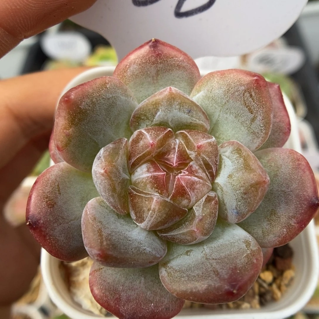 糖心单头可拍260号。