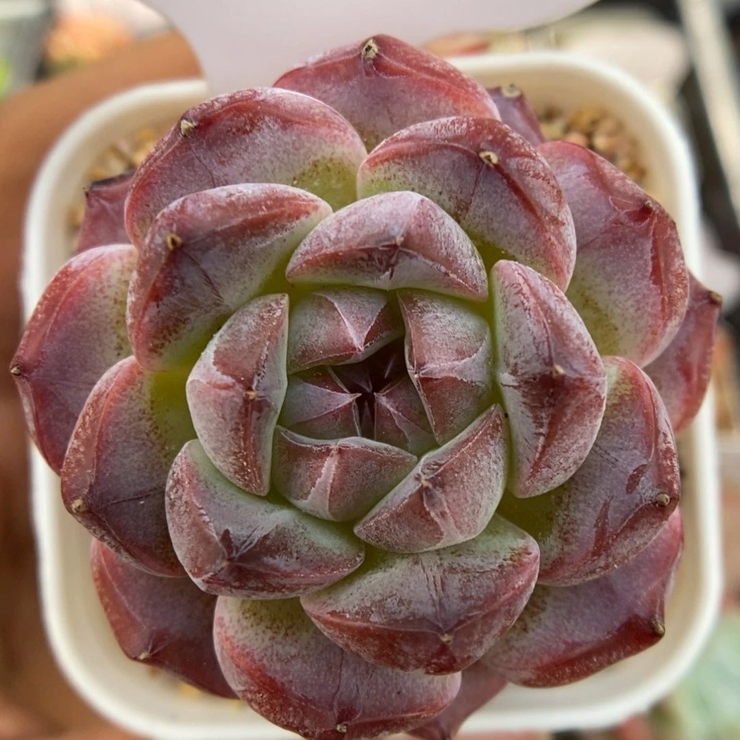 珍妮可拍50号。