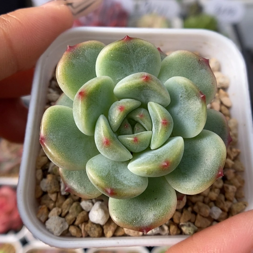 繁星甜心可拍9349号