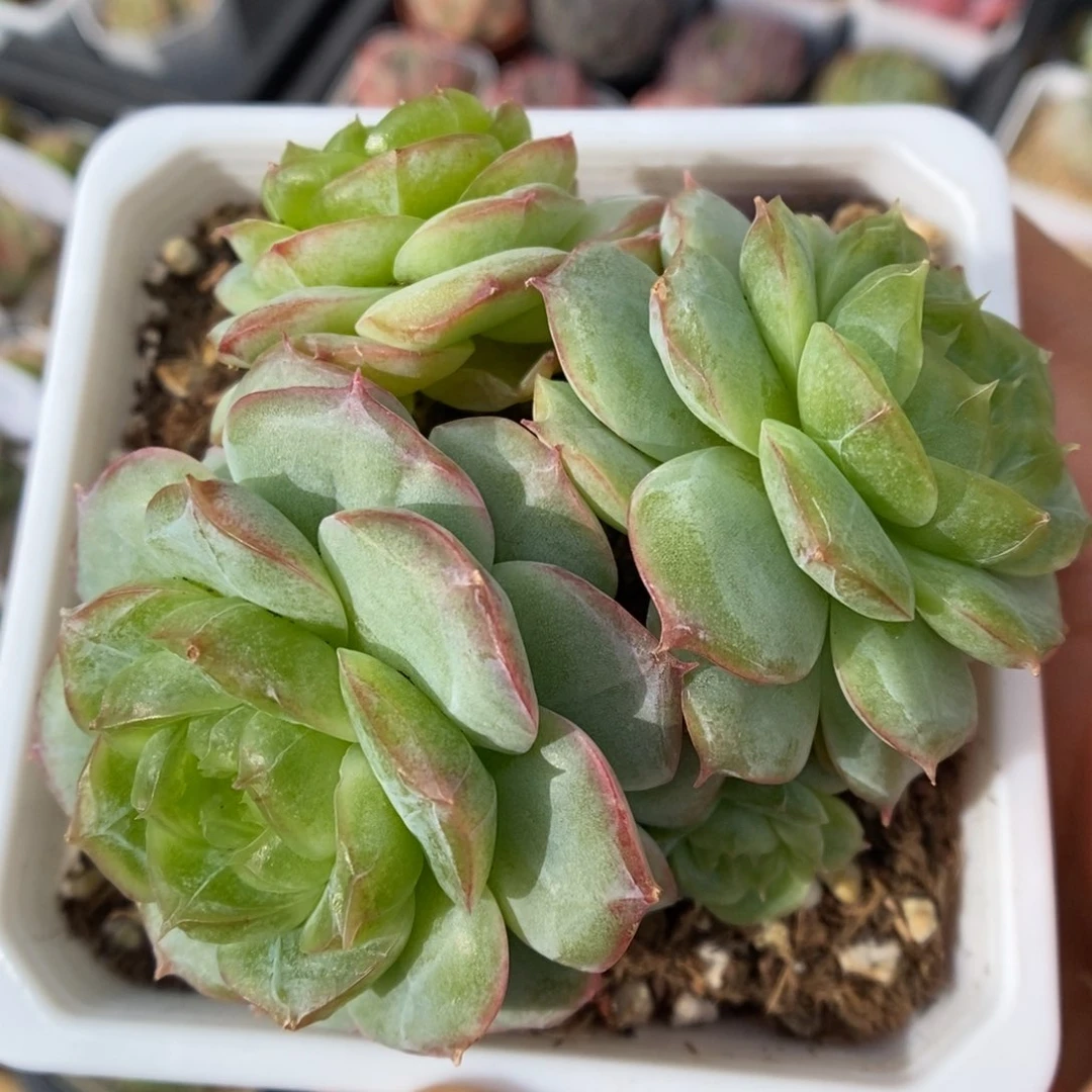 琉璃透心珍妮可拍。