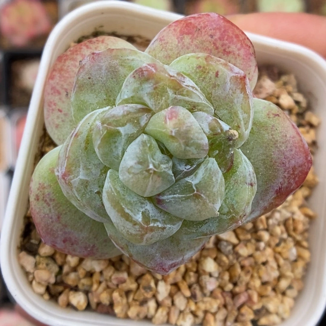 冰玉石化可拍9205号