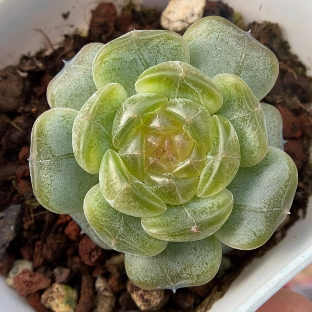 白色恋人可拍9455号。