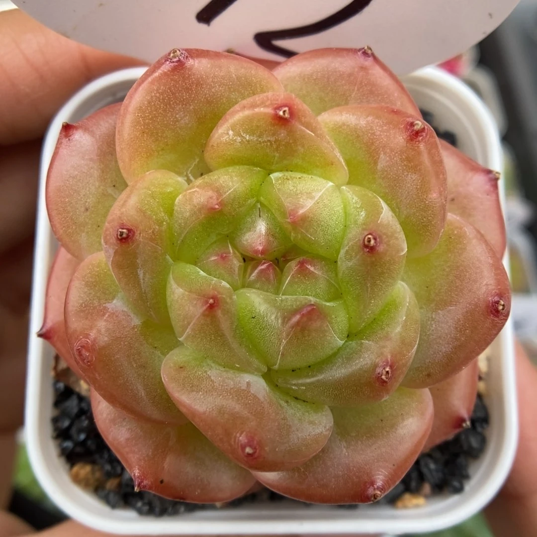 粉油透珍妮可拍6012号。