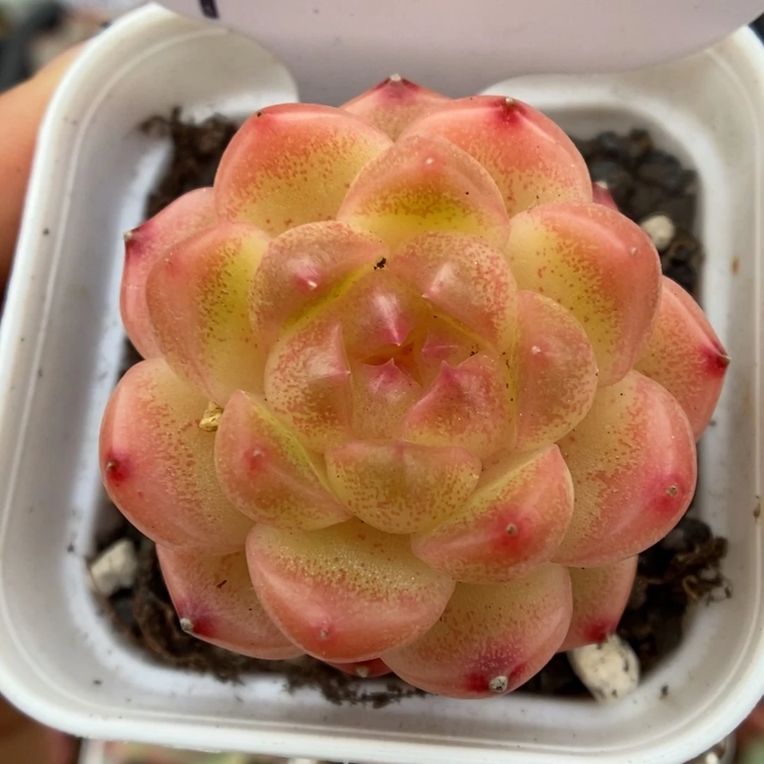 油透珍妮可拍9520号。