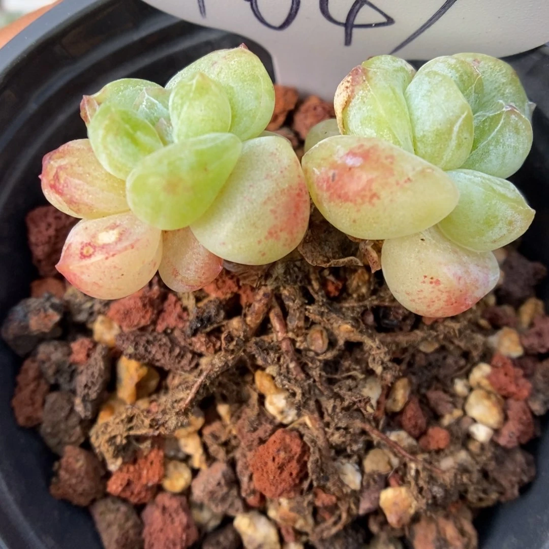 双头老桩冰玉石化1047