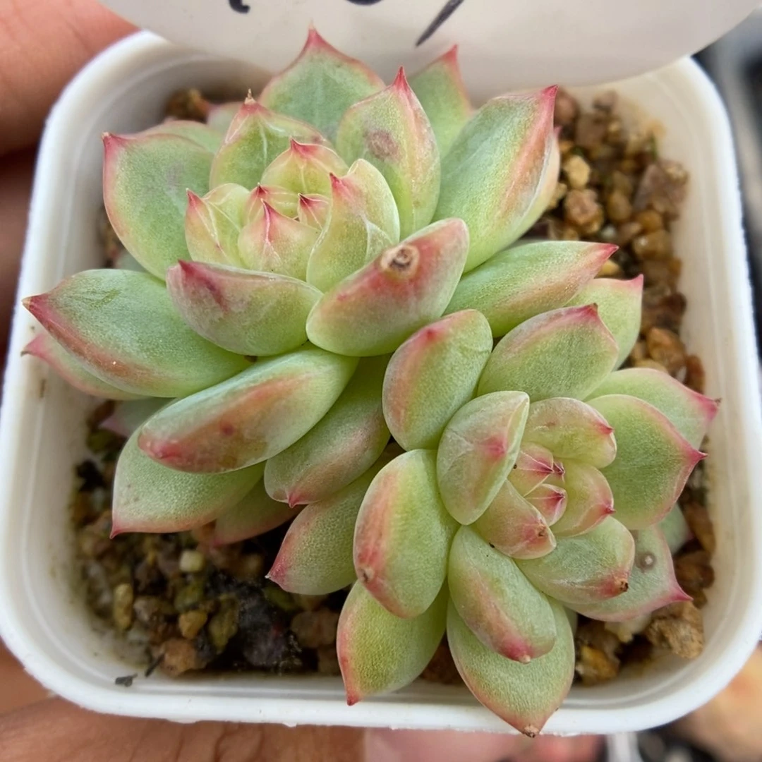 寒绯双头可拍401号。