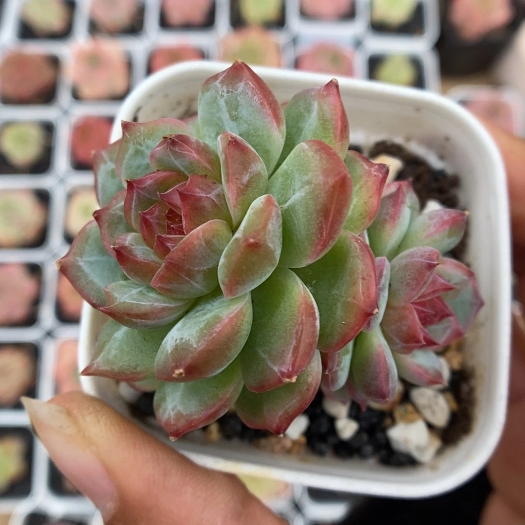 宝石心珍妮双头可拍。
