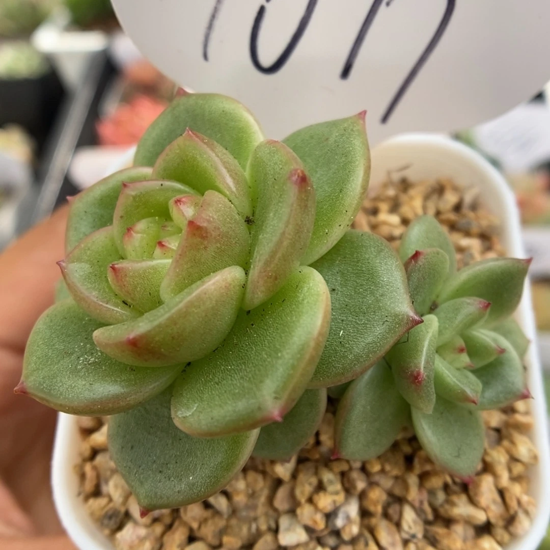 玉芷双头可拍1077号。