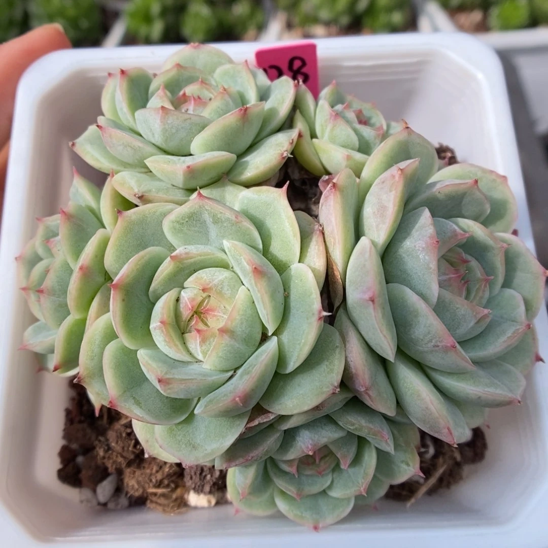 白芷珍妮六头群生可拍。