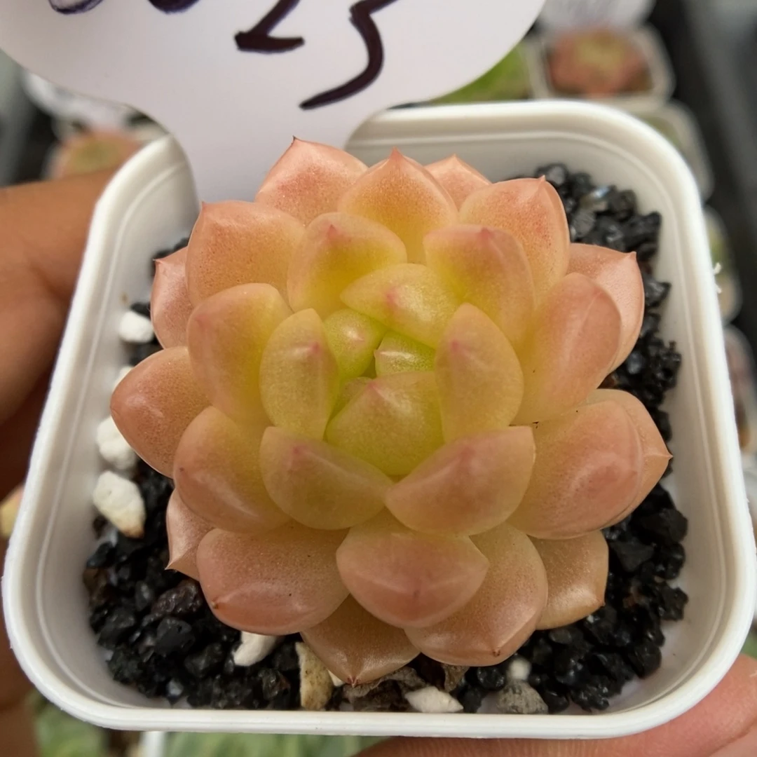 油透珍妮可拍6023号