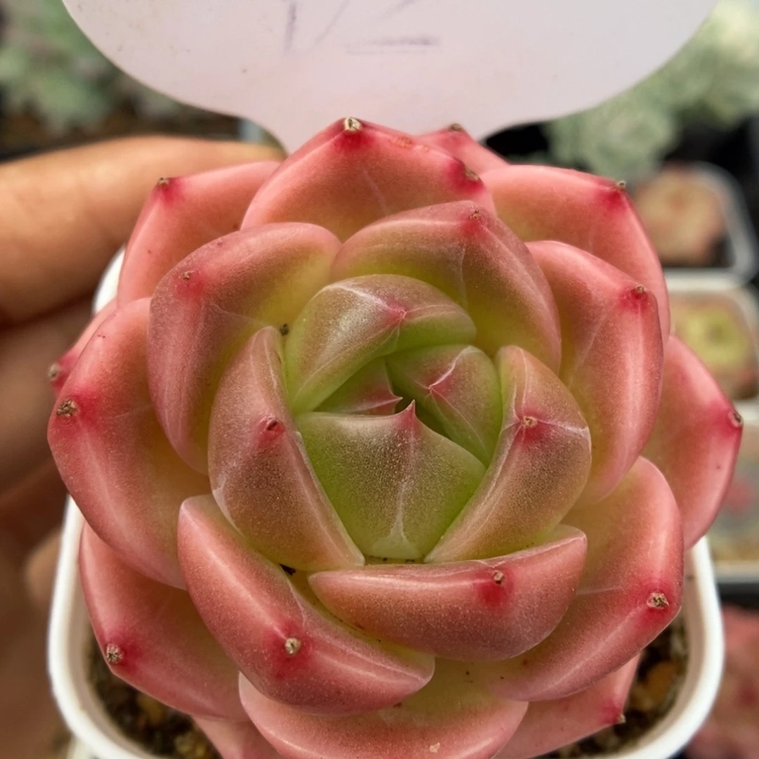 熊猫珍妮可拍262号。
