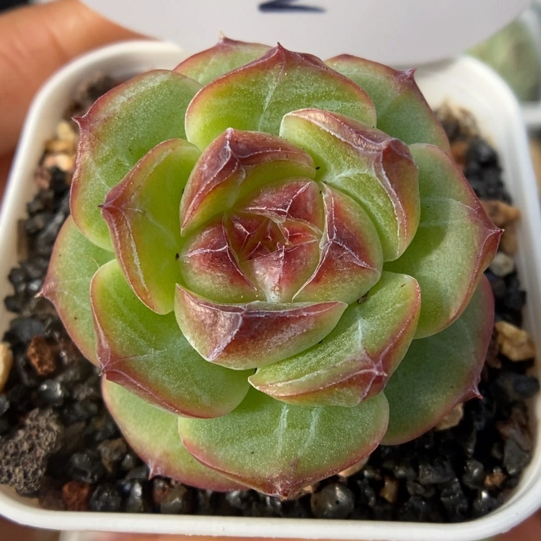 钻心珍妮可拍62号。