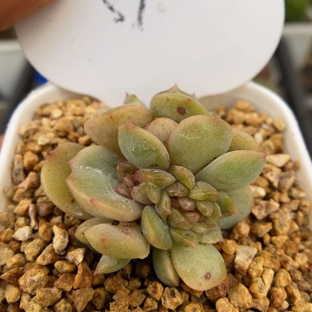 红色恋人缀化可拍57号。