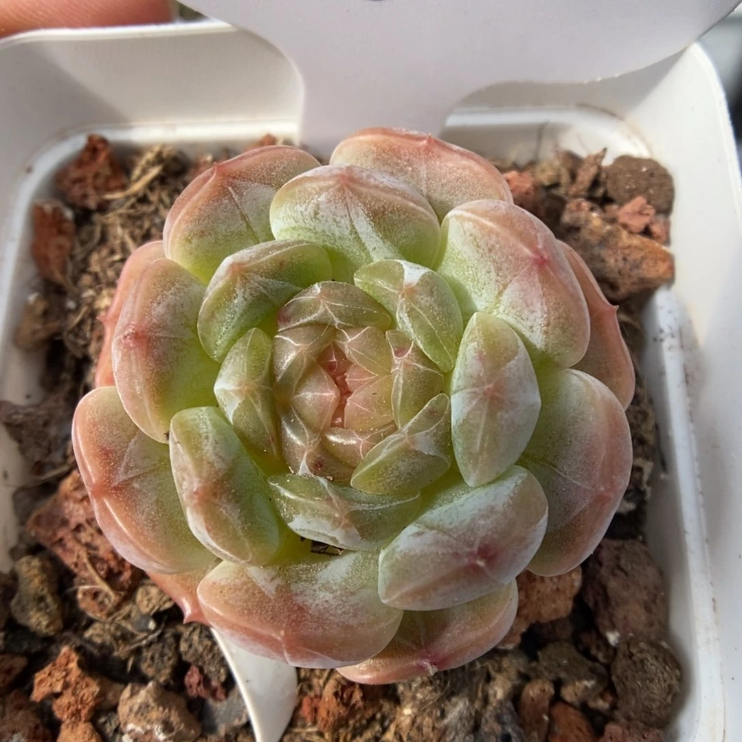 白色恋人可拍6号。