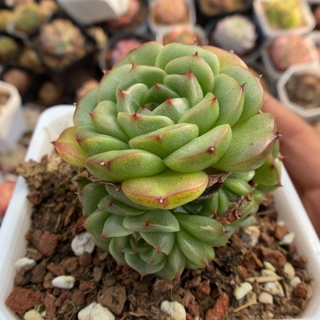 珍妮麦秆群生可拍。