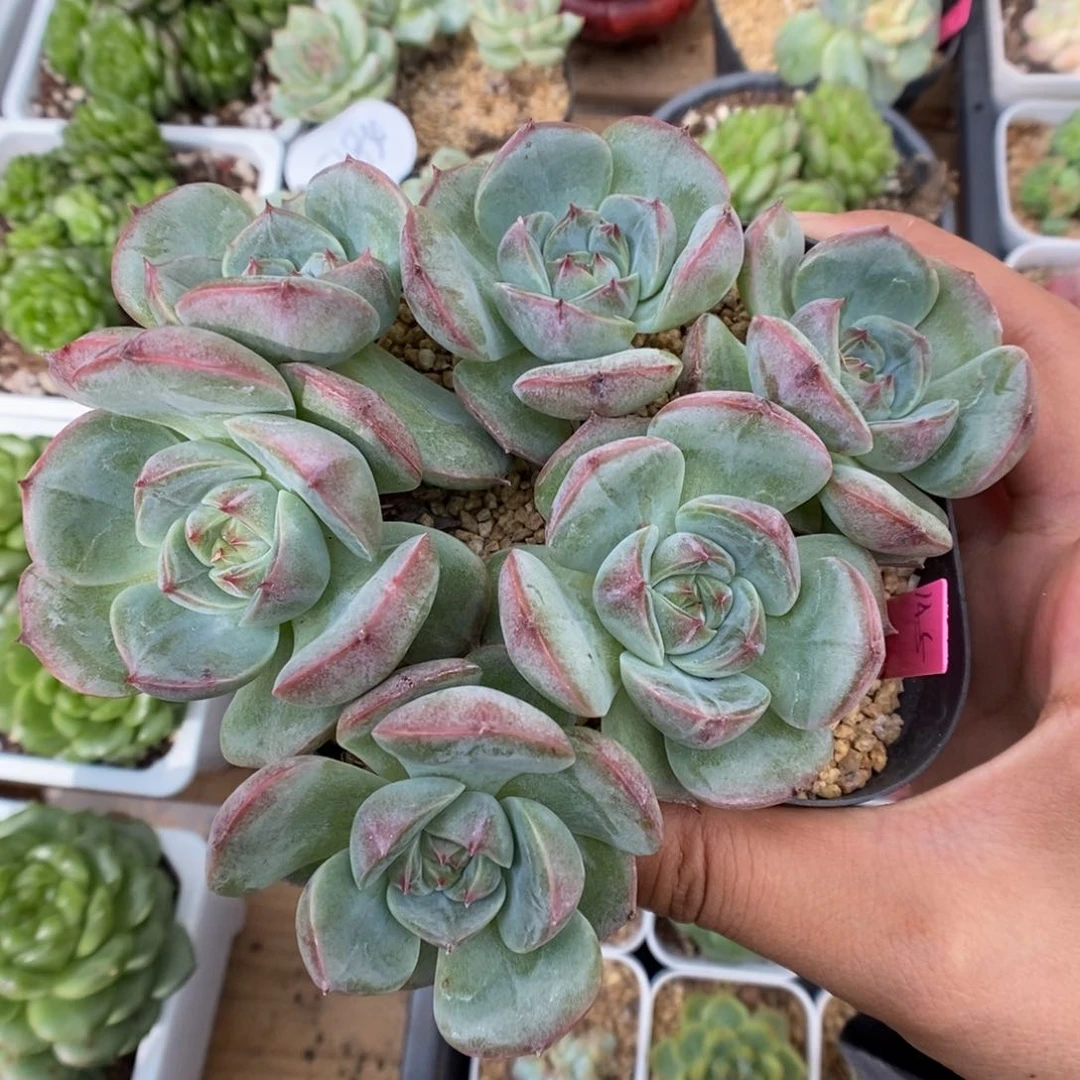珍妮群生六头可拍
