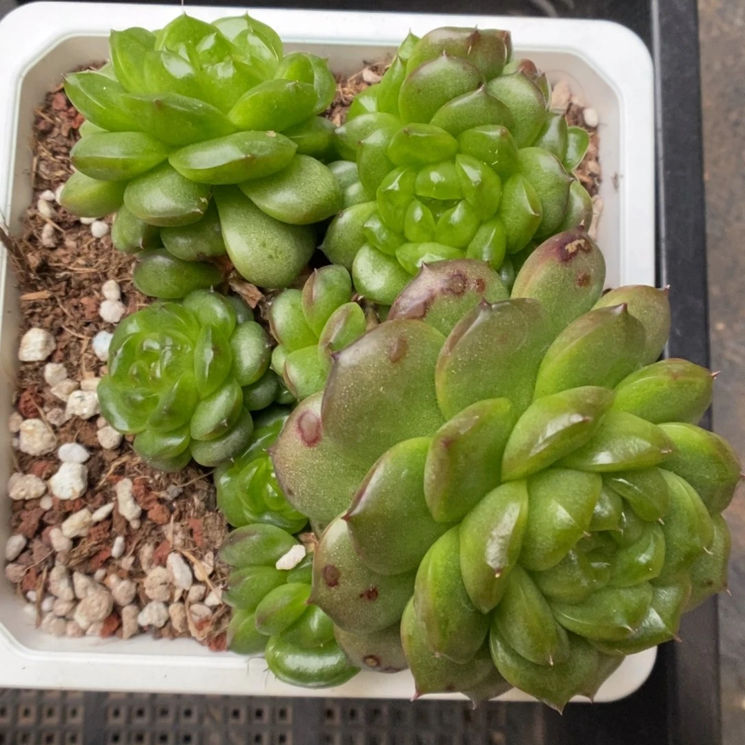 灯泡珍妮群生可拍405号