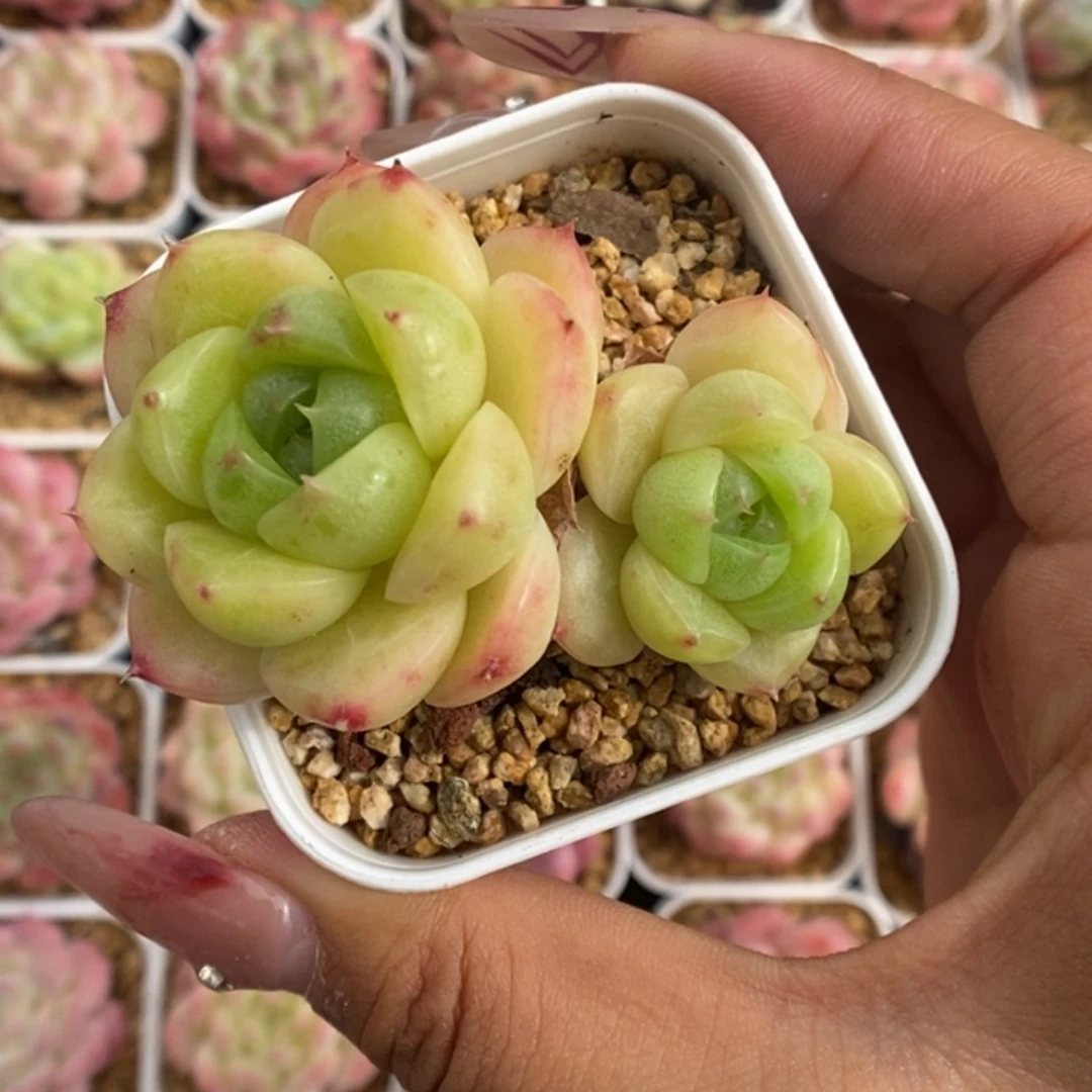 油透麦秆可拍双头