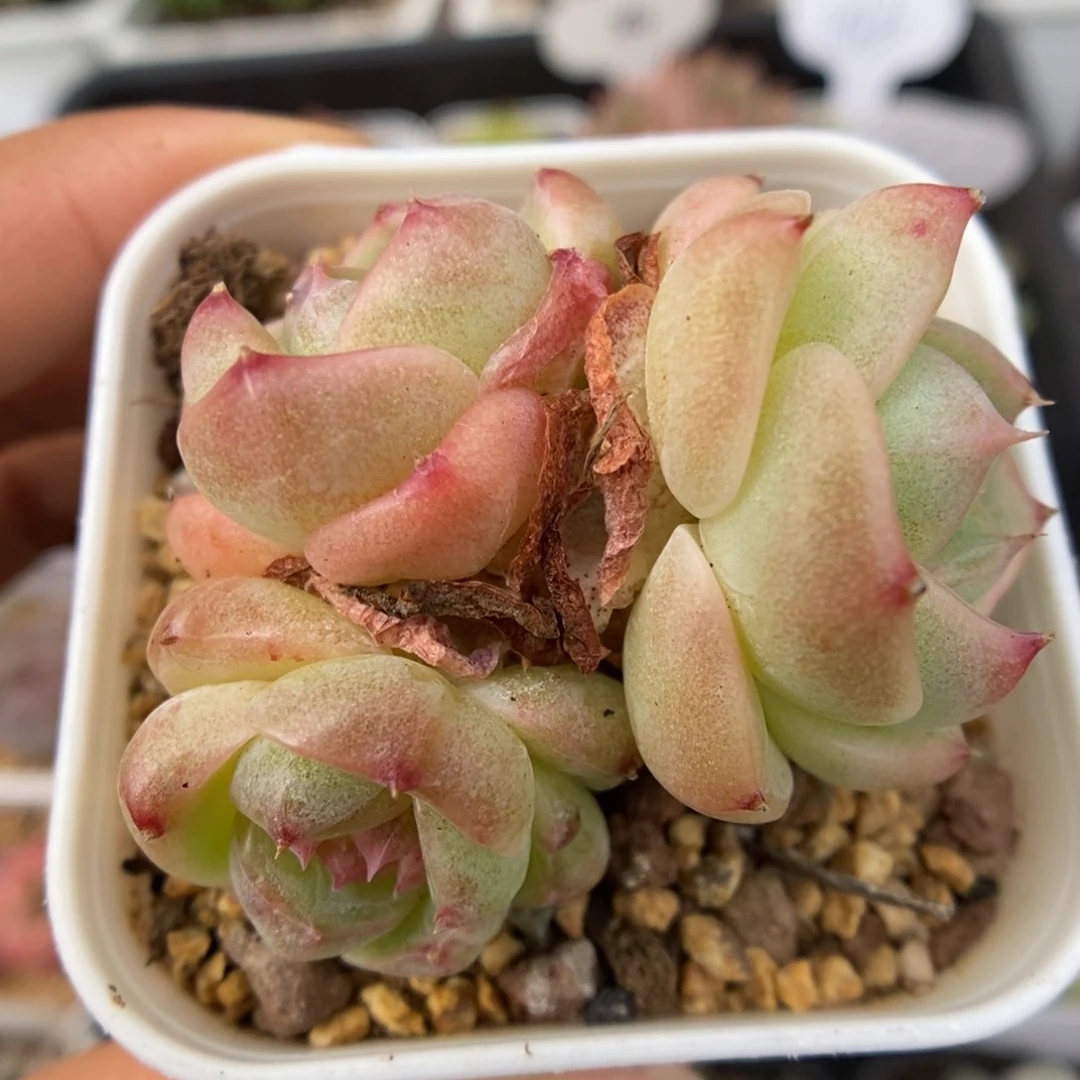 落英群生可拍。