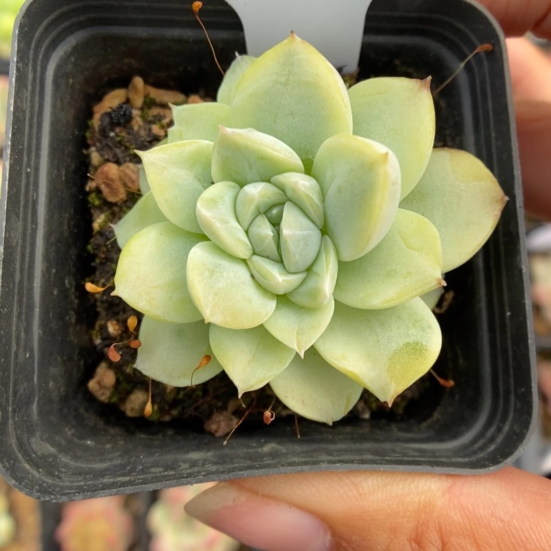珍妮白锦可拍1058号。