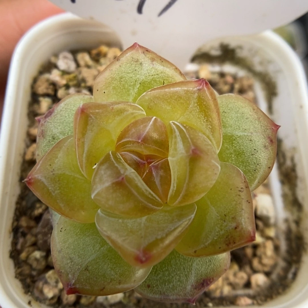 蜜果单头可拍1019号。