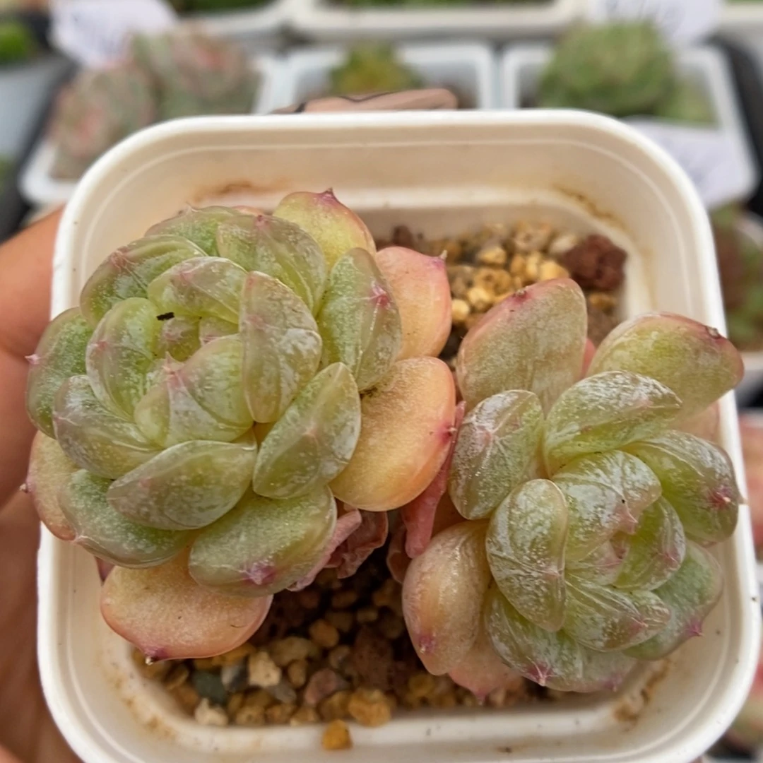 白色恋人可拍3582号。