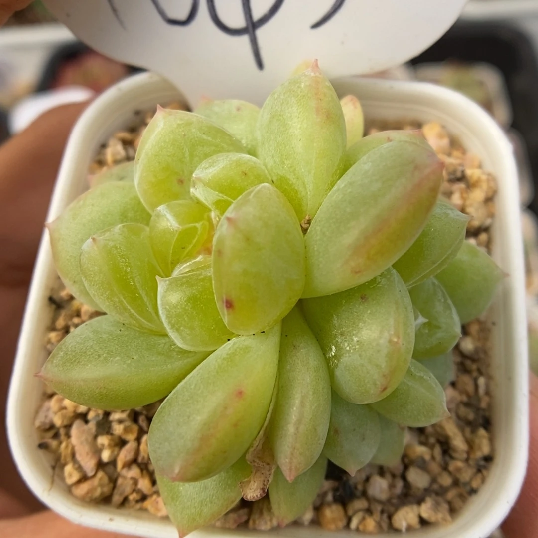 荆棘双头可拍1043号