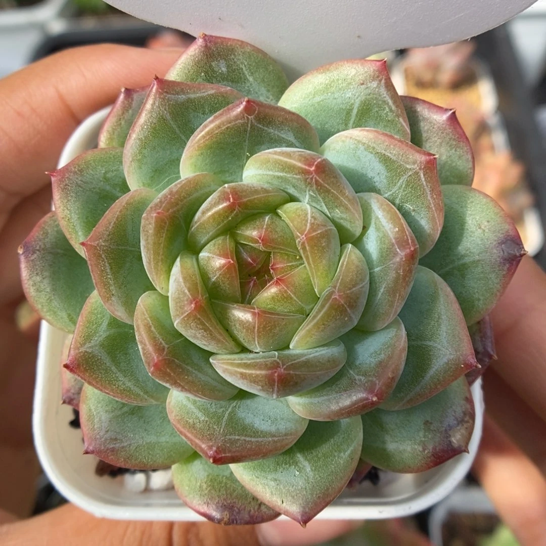 油透珍妮可拍1070号