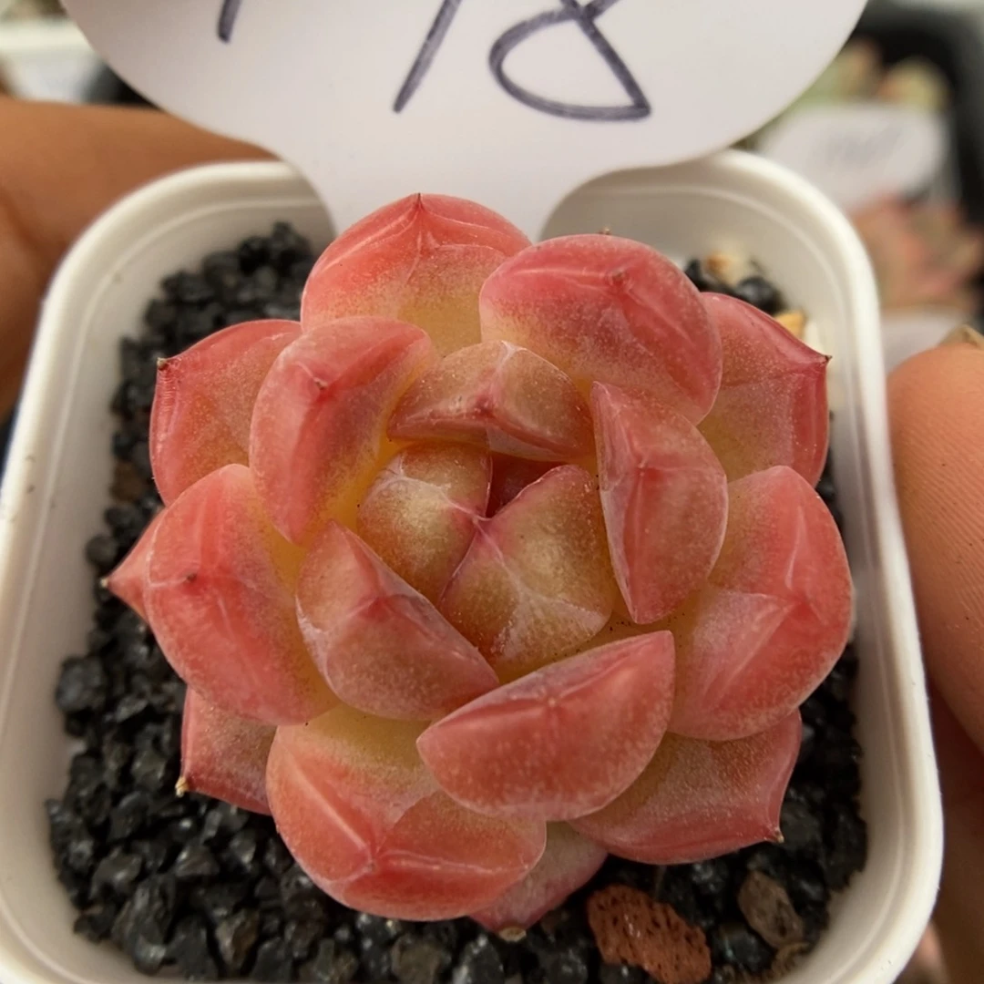 梅红珍妮可拍448号。