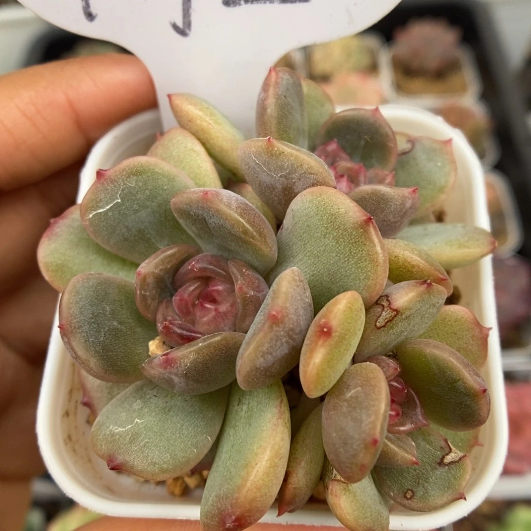 红色恋人可拍172号。