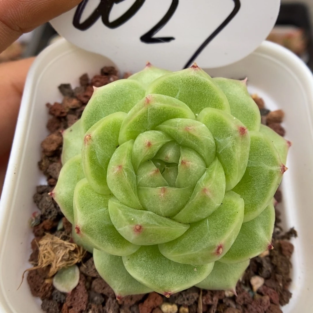 琉璃麦秆可拍6027号