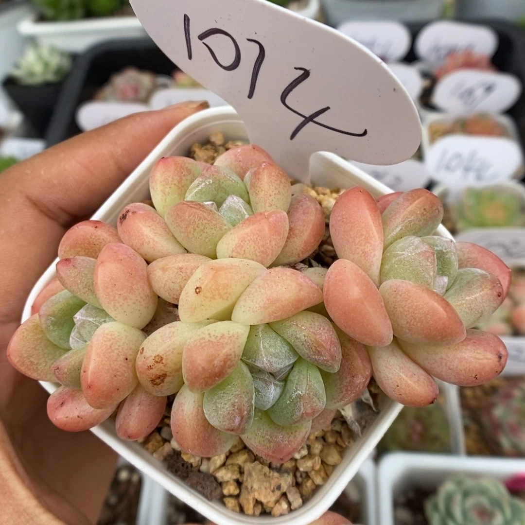 冰玉群生可拍1014号