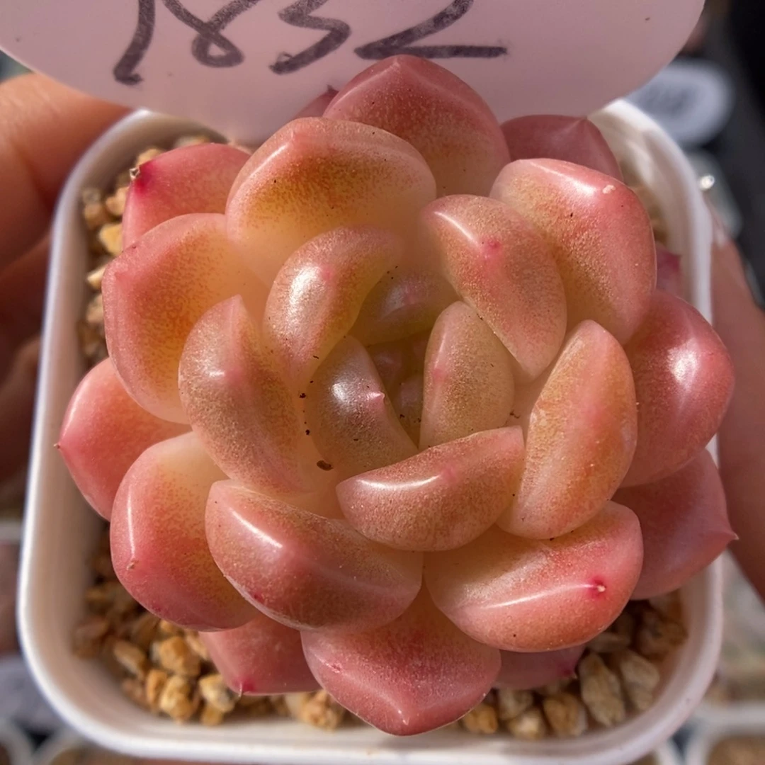 油透珍妮可拍9832号