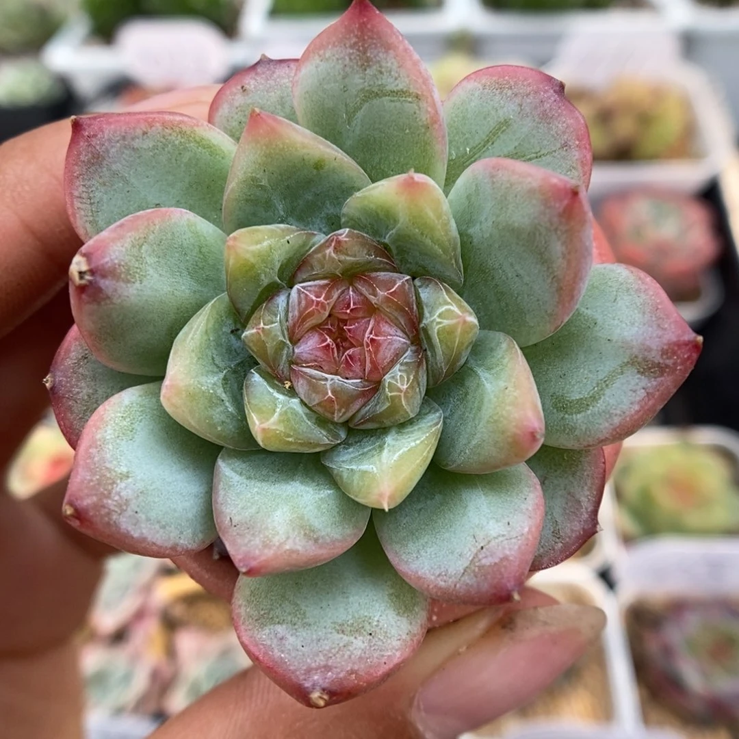 糖心珍妮可拍。